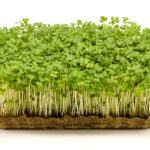 Гірчиця зелена