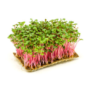 Редис Red Koral