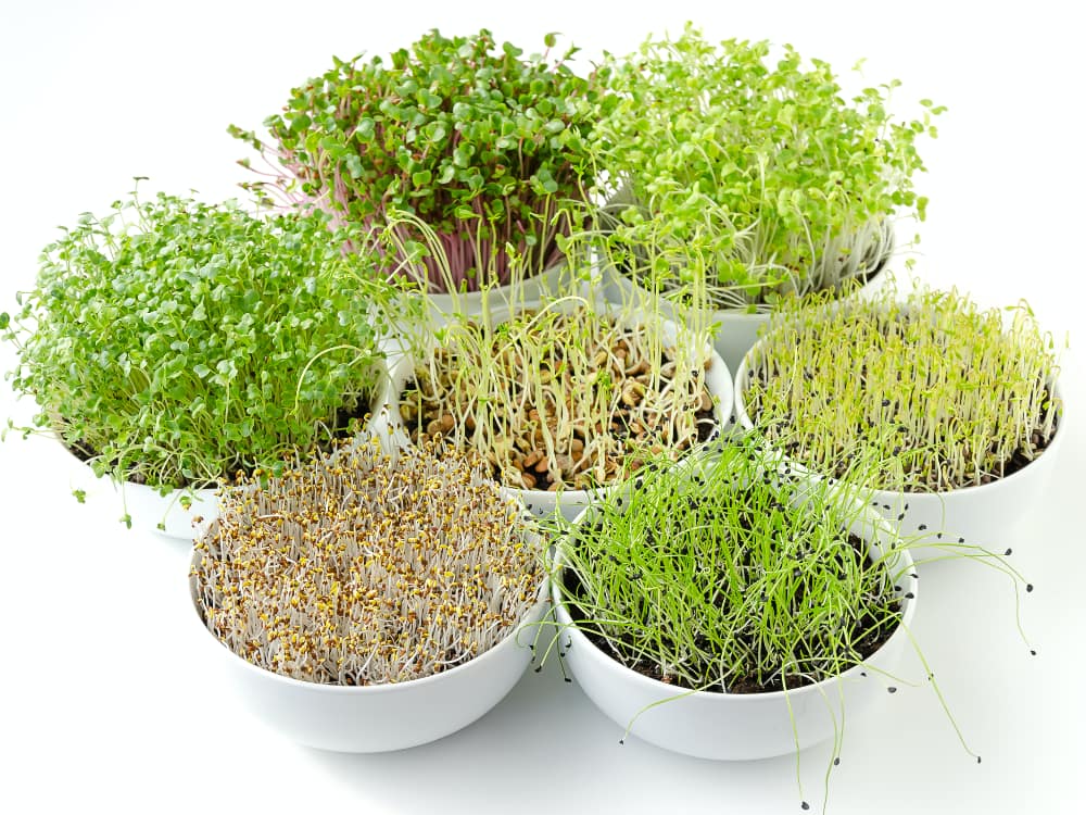 Чим корисна мікрозелень і як її їсти?