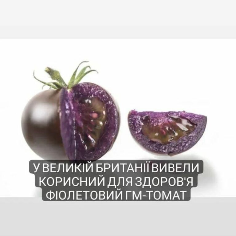 В Англії вивели корисний для здоров’я томат