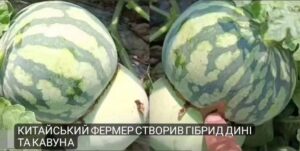Китайський фермер створив гібрид дині та кавуна