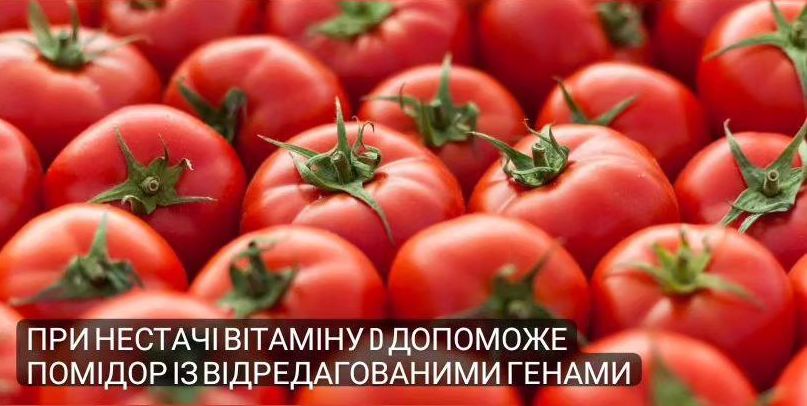 При нестачі вітаміну D допоможе помідор із відредагованими генами