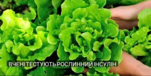 Вчені тестують рослинний інсулін