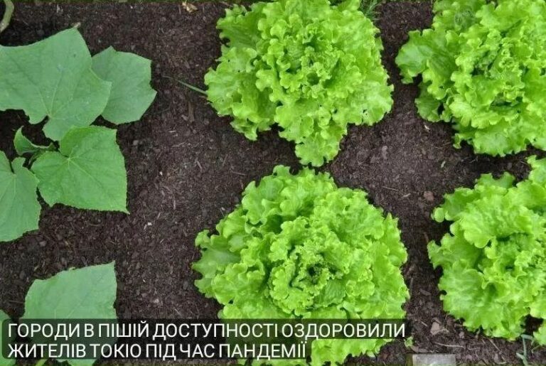 Городи в пішій доступності оздоровили жителів токіо під час пандемії