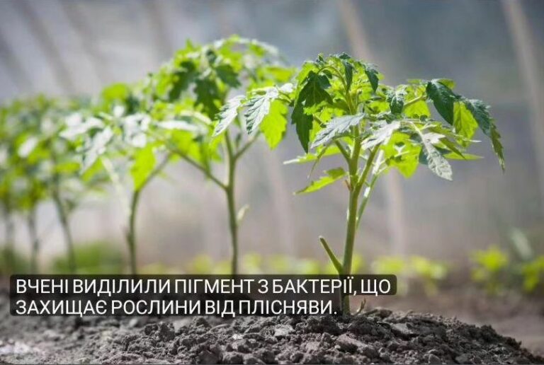Вчені виділили пігмент з бактерії, що захищає рослини від плісняви