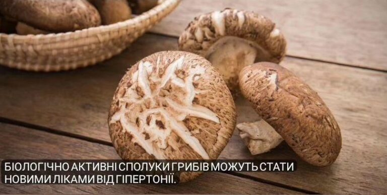 Біологічно активні сполуки грибів можуть стати новими ліками від гіпертонії