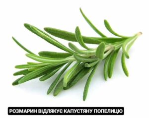 Розмарин відлякує капустяну попелицю