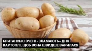 Британські вчені «зламають» днк картоплі, щоб вона швидше варилася