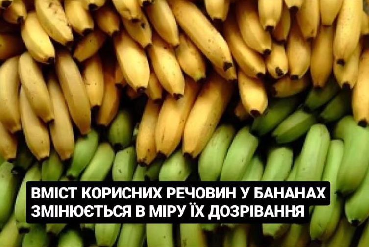 Bміст корисних речовин у бананах змінюється в міру їх дозрівання
