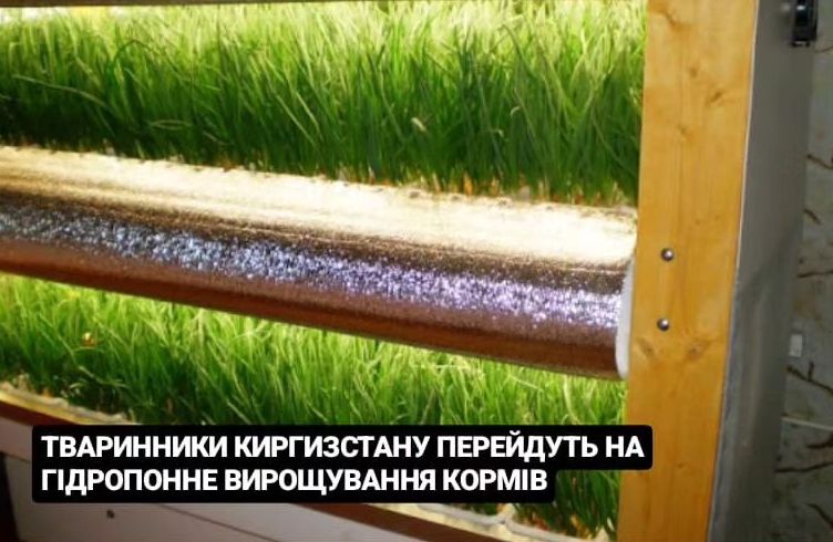 Тваринники киргизстану перейдуть на гідропонне вирощування кормів