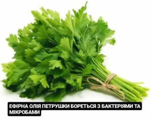 Ефірна олія петрушки бореться з бактеріями та мікробами