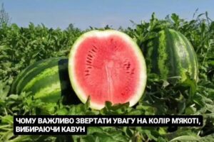 Чому важливо звертати увагу на колір мʼякоті, вибираючи кавун