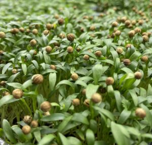 Коріандр / Кінза