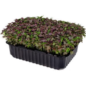 Мізуна червона