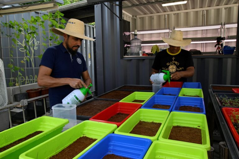 Кубинський стартап вчить сусідів вирощувати мікрозелень і заробляти