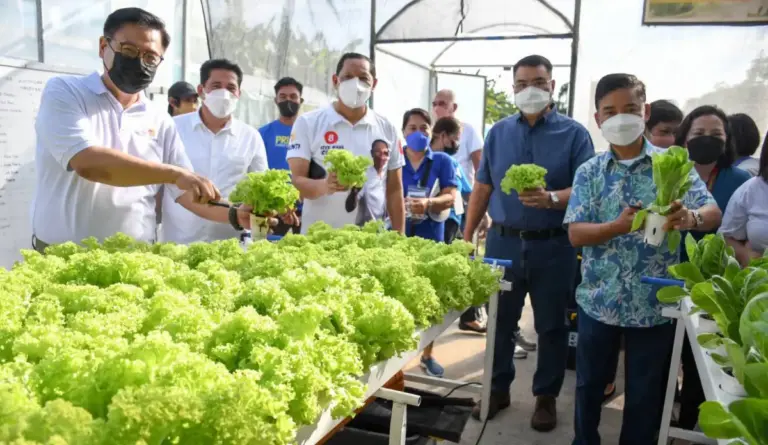 Гідропоніка на даху мерії: Себу Сіті зібрало перший врожай у міській теплиці