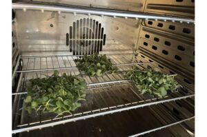 Сушіння мікрозелені гарячим повітрям – як зберегти корисні властивості і відкрити нові формати продукції