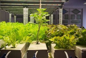 Житомирська область: нова лабораторія гідропоніки «Green Lab» для шкіл та громад