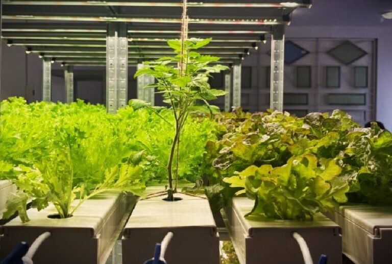 Житомирська область: нова лабораторія гідропоніки «Green Lab» для шкіл та громад