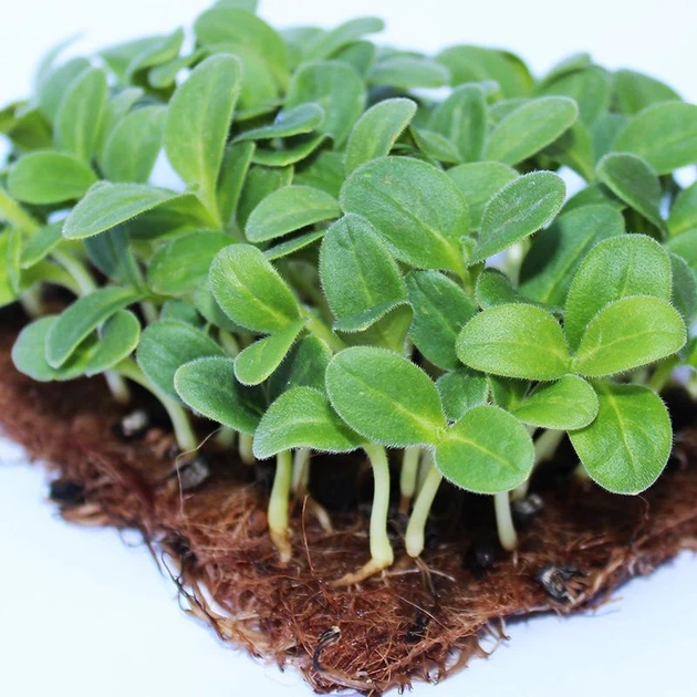 Мікрозелень (Мікрогрін) Бораго