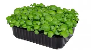 Базилік зелений