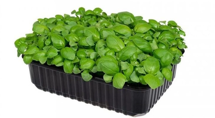 Мікрозелень (Мікрогрін) базиліка