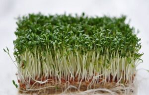 Пажитник (шамбала)