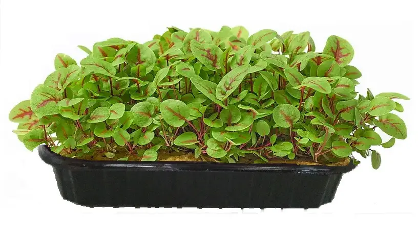 Мікрозелень (Мікрогрін) щавлю Кровава Мері