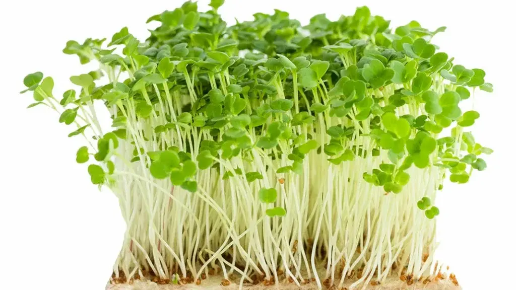 Мікрозелень (Мікрогрін) Льон