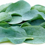 Устричний лист