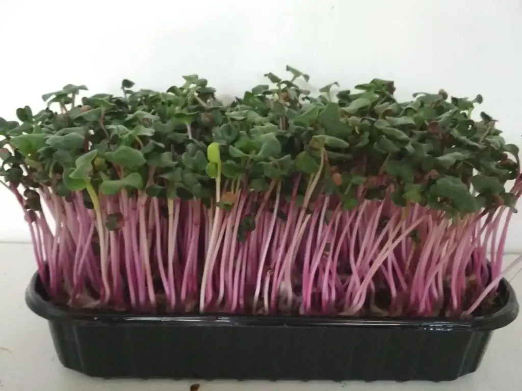 Мікрозелень (мікрогрін) Редис China Rose — мікрозелень