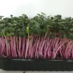 Редис China Rose