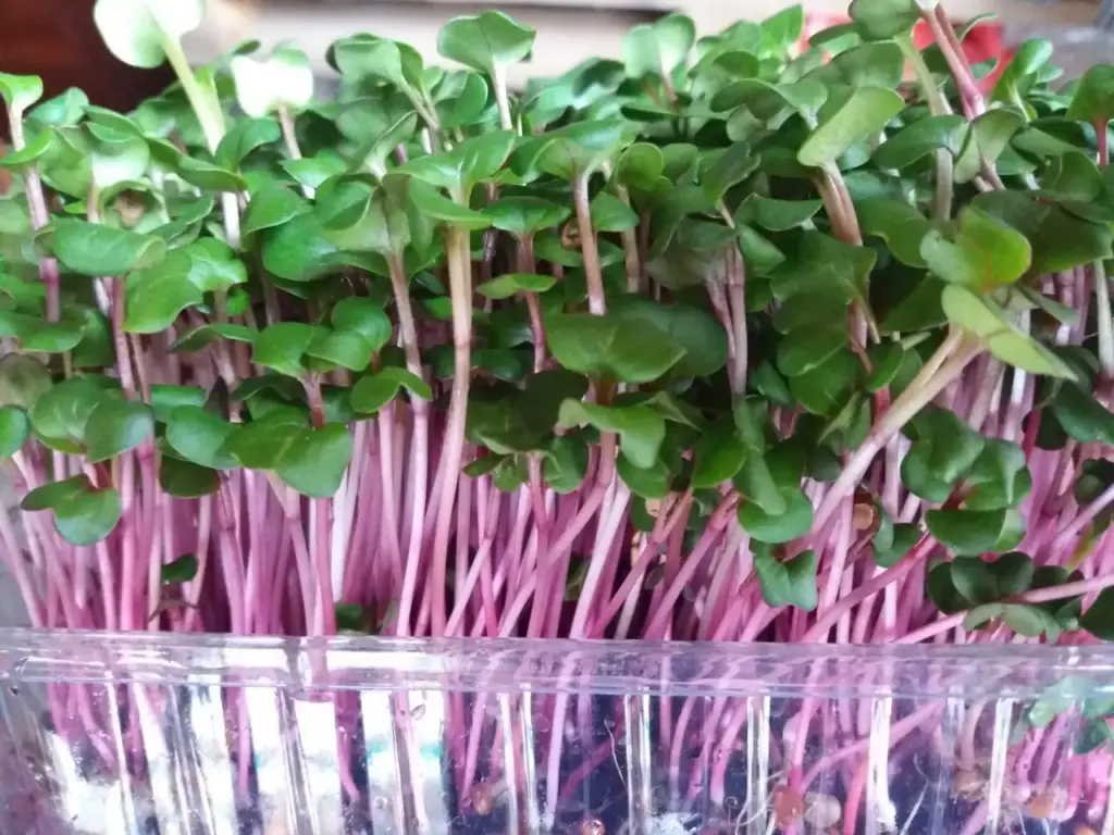 Мікрозелень Редис China Rose