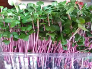 Редис China Rose