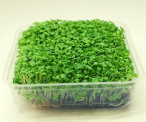 Базилік лимонний