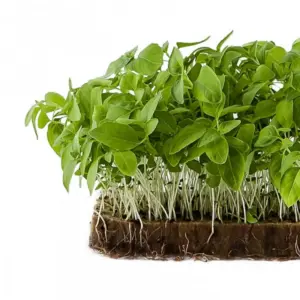 Базилік тайський