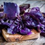 Базилік фіолетовий