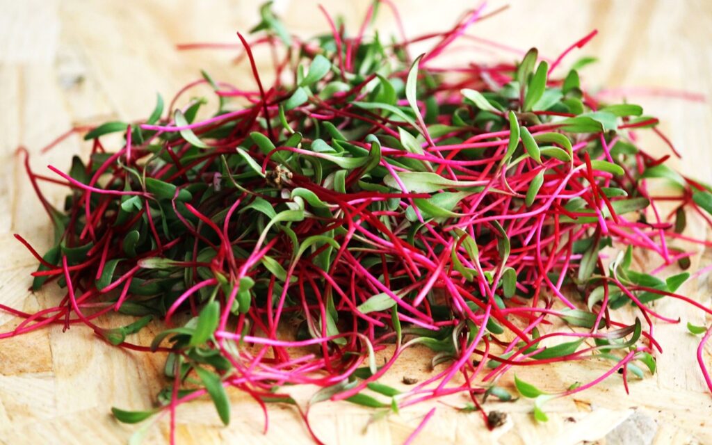 Мікрозелень Мікрозелень (мікрогрін) Буряку Bull’s Blood