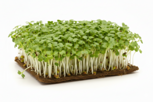 Капуста білоголова