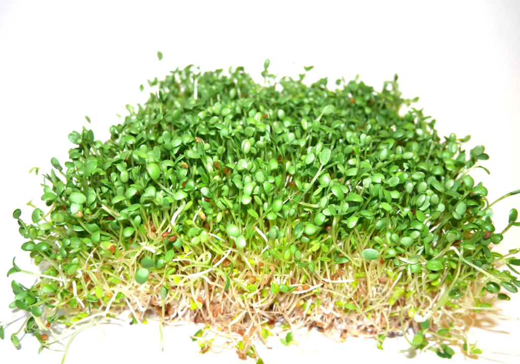 Мікрозелень Конюшина рожева