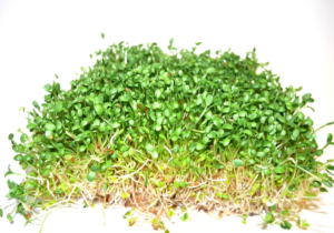 Конюшина рожева