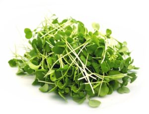 Ріпа / Турнепс