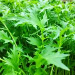 Мізуна зелена