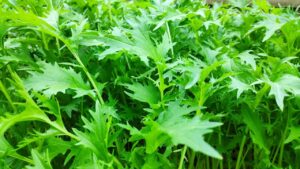 Мізуна зелена