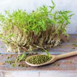 Маш (боби мунг)