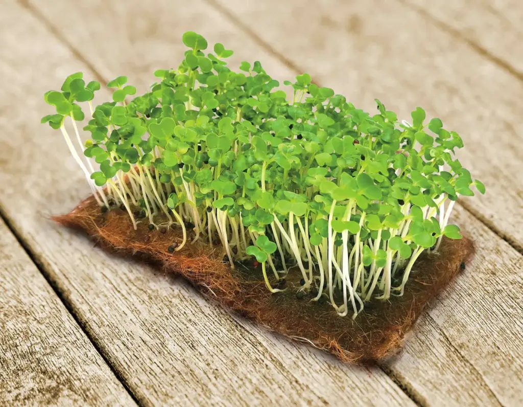 Мікрозелень Капуста Пак-Чой