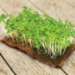 Капуста Пак-Чой