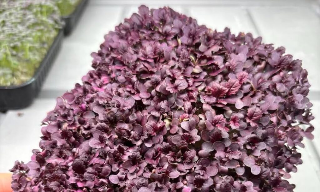 Мікрозелень Гірчиця Carpet Red