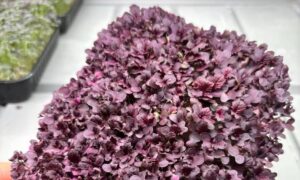 Гірчиця Carpet Red