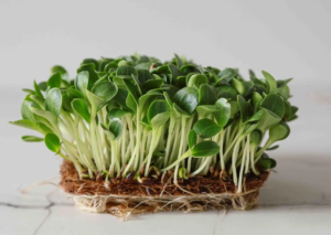 Розторопша